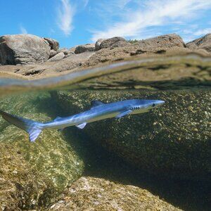 CONFIRMED BB3 LABUBU